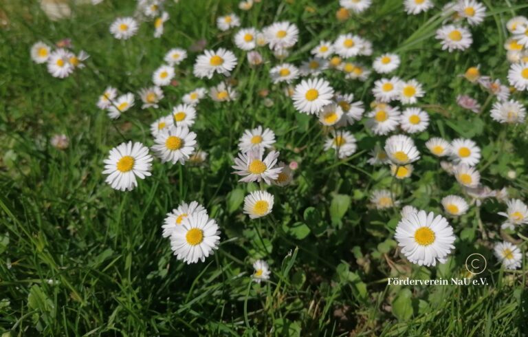 Gänseblümchen, lat. Bellis perennis