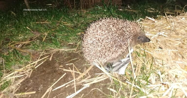 Igel – Entstehung und Geschichte