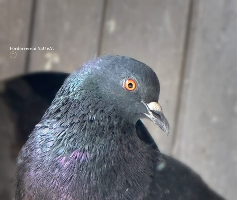 Vögel – Taubenkrankheiten