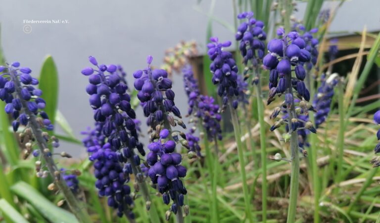 Traubenhyazinthe, lat. Muscari