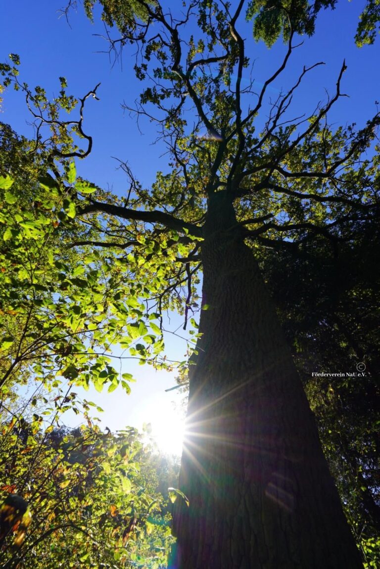 Der Wald – Zahlen, Fakten & Holz