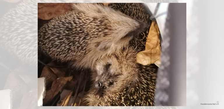 Igel – Erste Hilfe, aber wie?