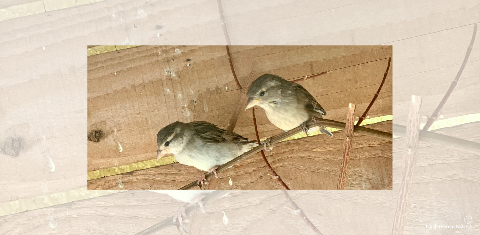 Haussperling (Spatz) – Allgemeines